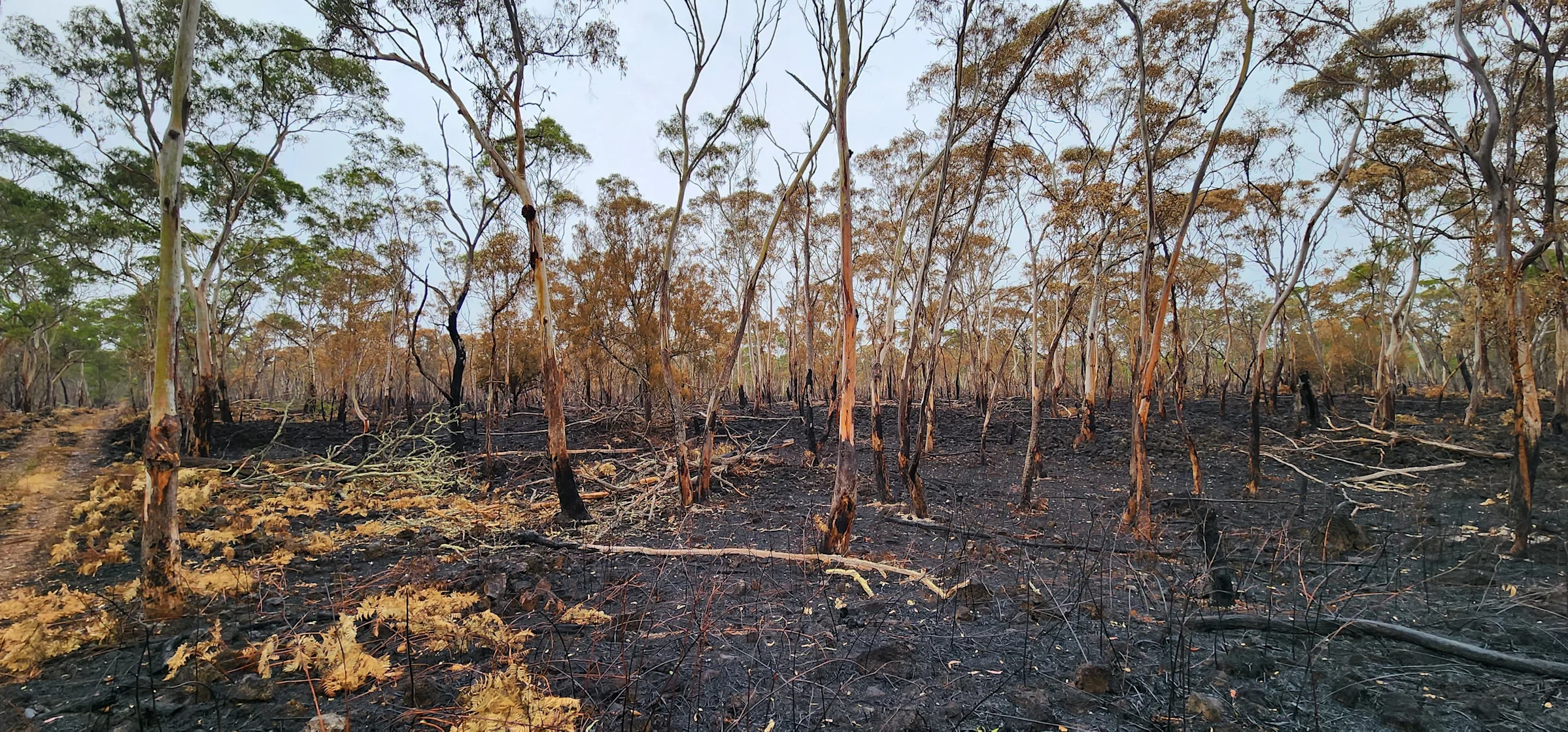 Around 1000 koalas have been euthanised withing Budj Bim's bushfire zone and that number is expected to climb. Source: DEECA